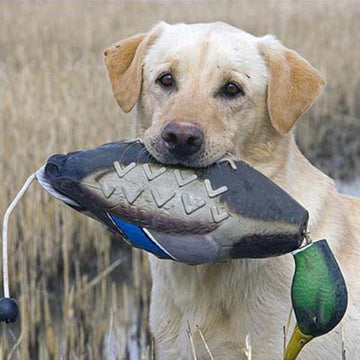 Mallard Duck Decoy